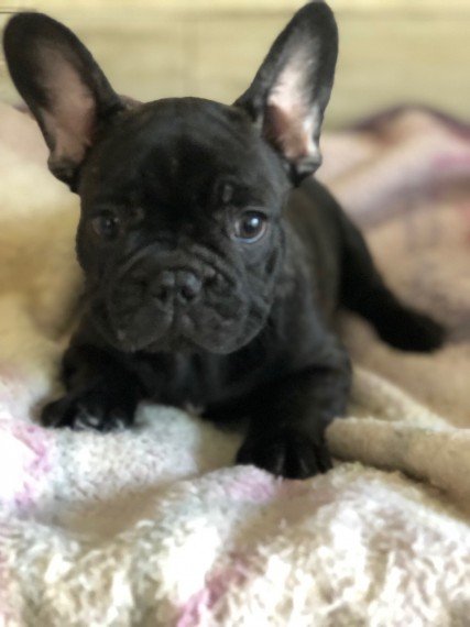 Amazing Rare Blue Merles French Bulldog Puppies Photo!!! .. For Stud 