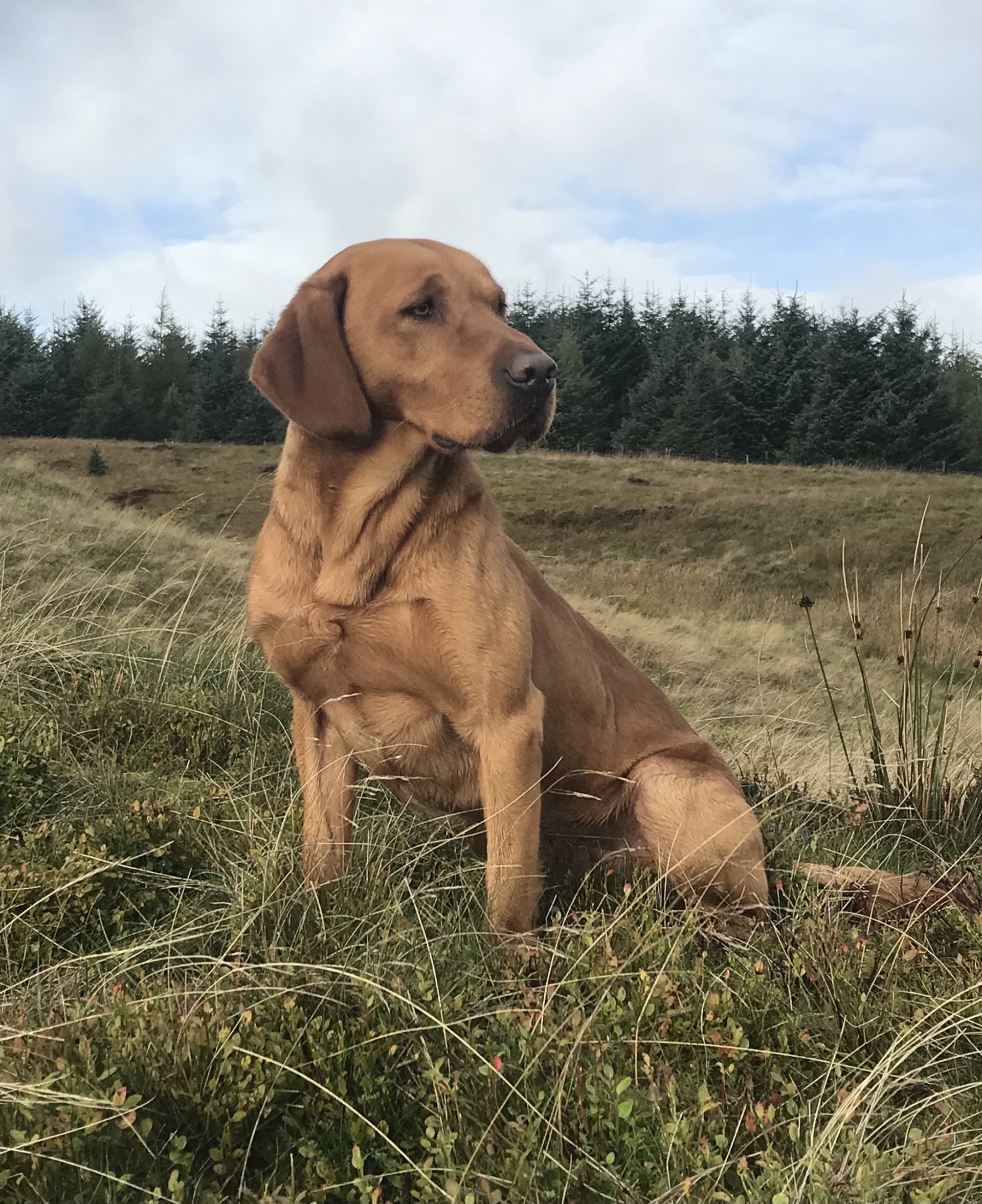 Red best sale river labradors