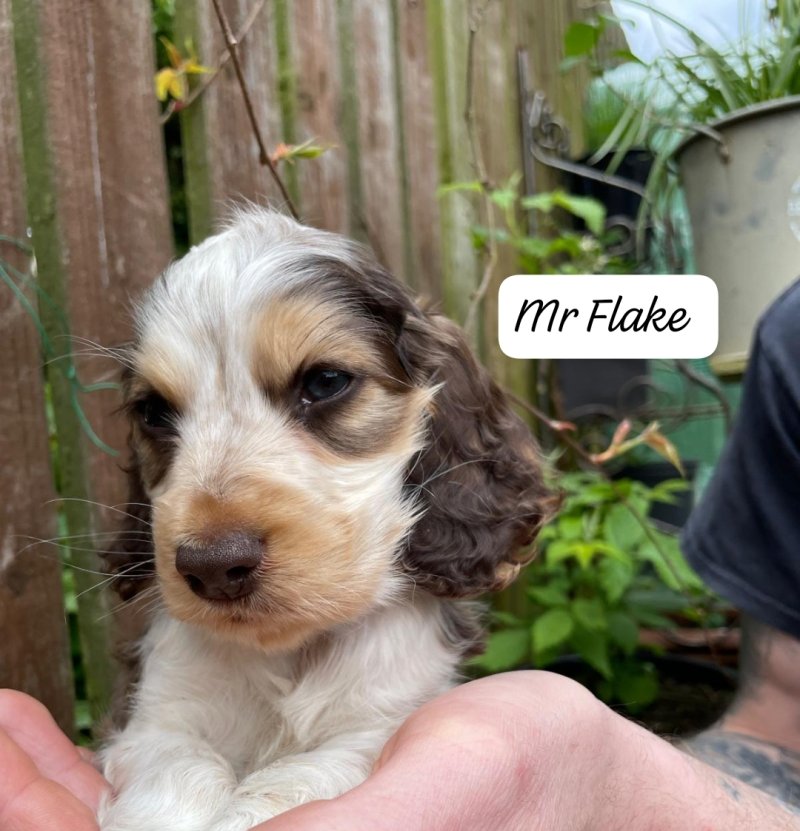 Stunning KC & DNA clear Show Cocker Spaniels For Sale West Yorkshire ...