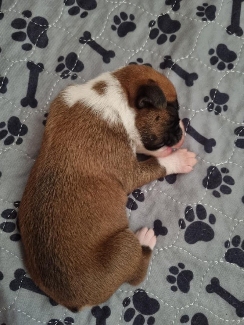 KC Registered Boxer puppies For Sale Shropshire - Forever Puppy