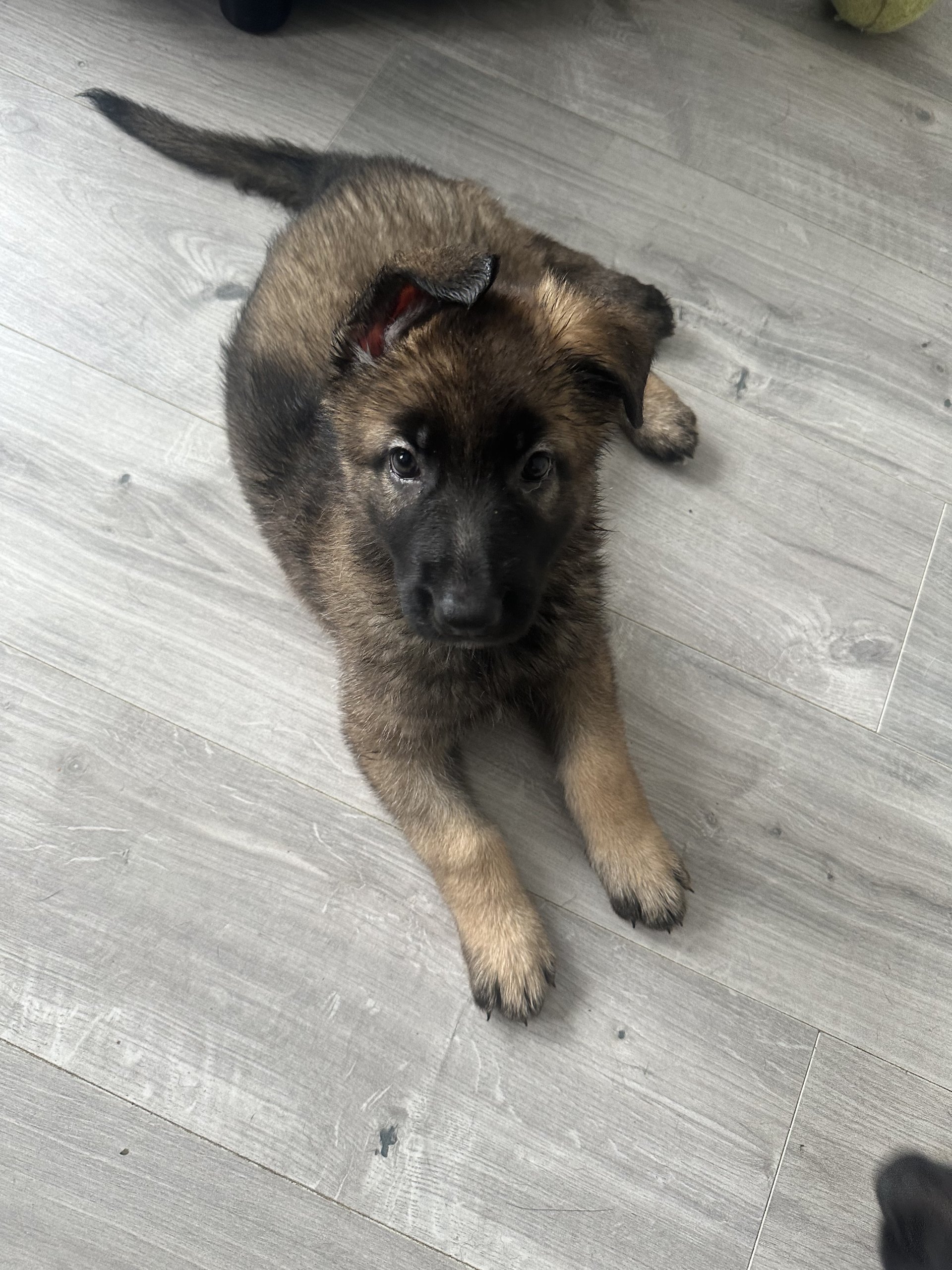 Beautiful Socialised German Shepherd Pups For Sale Northamptonshire ...