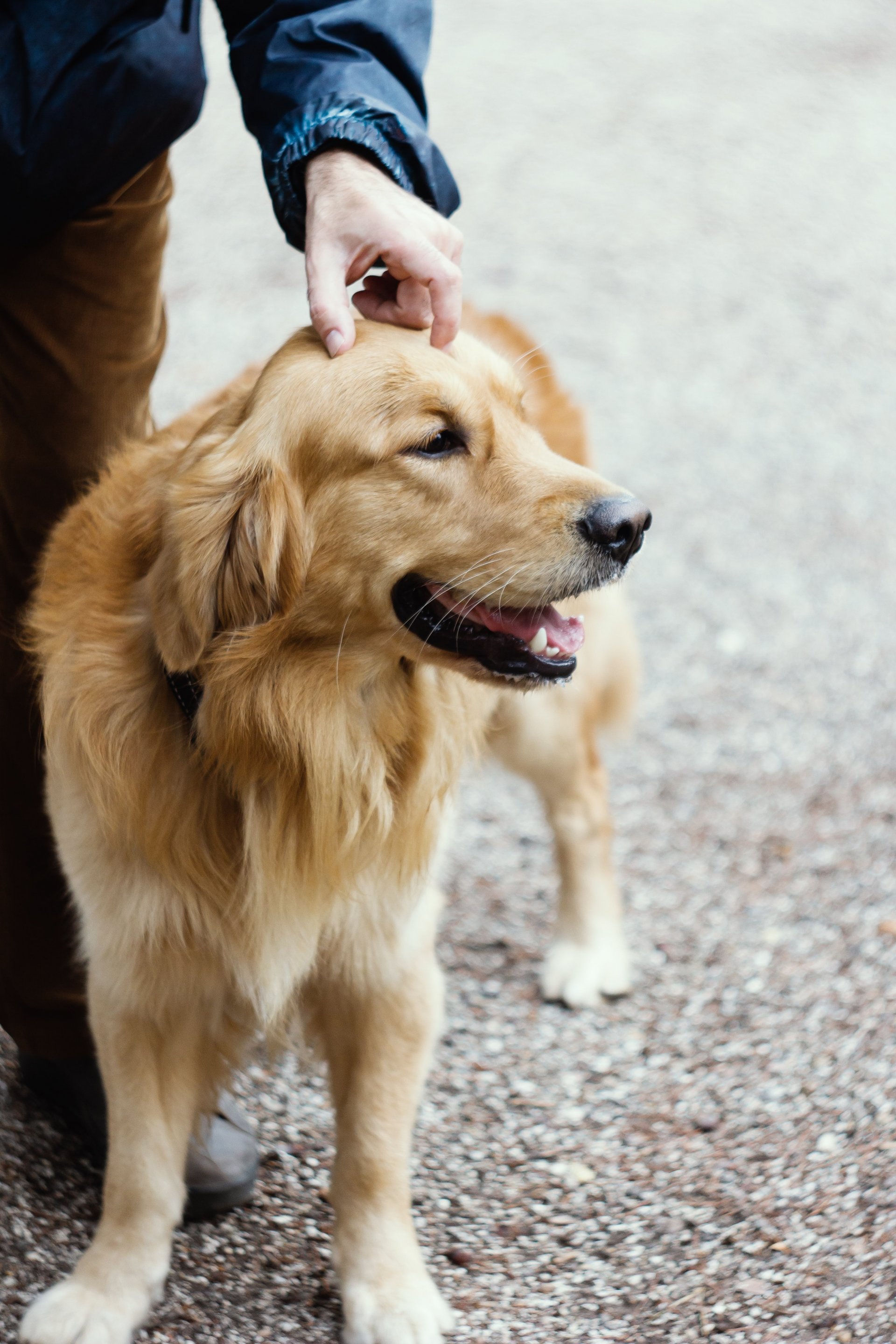 The Top 15 Friendliest Dog Breeds, According to Study