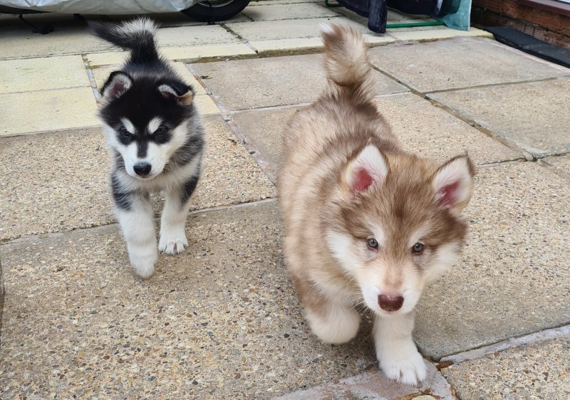 alaskan amerindian huskies