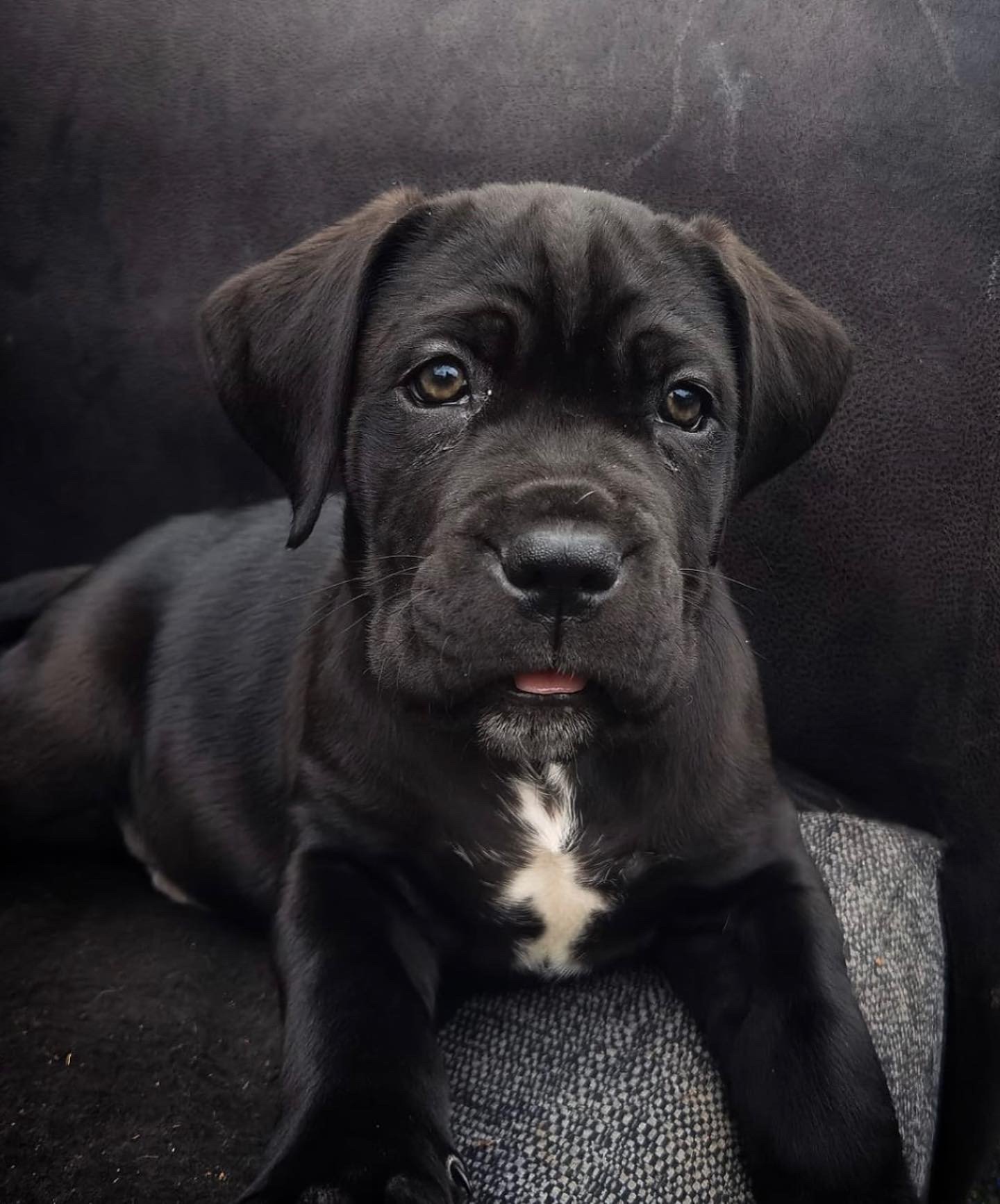 What Are Cane Corso Puppies