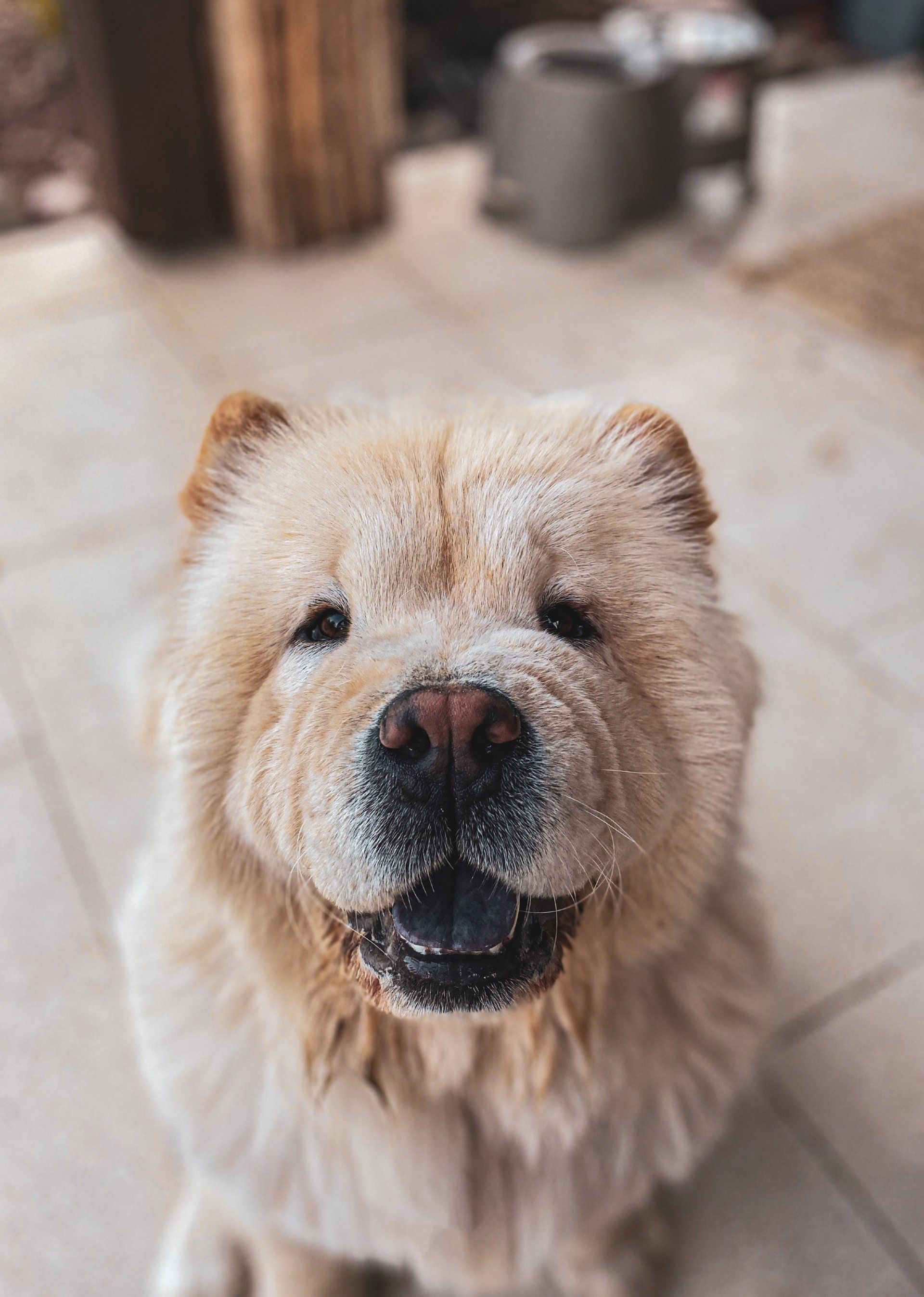 Chow chow sales for rehoming