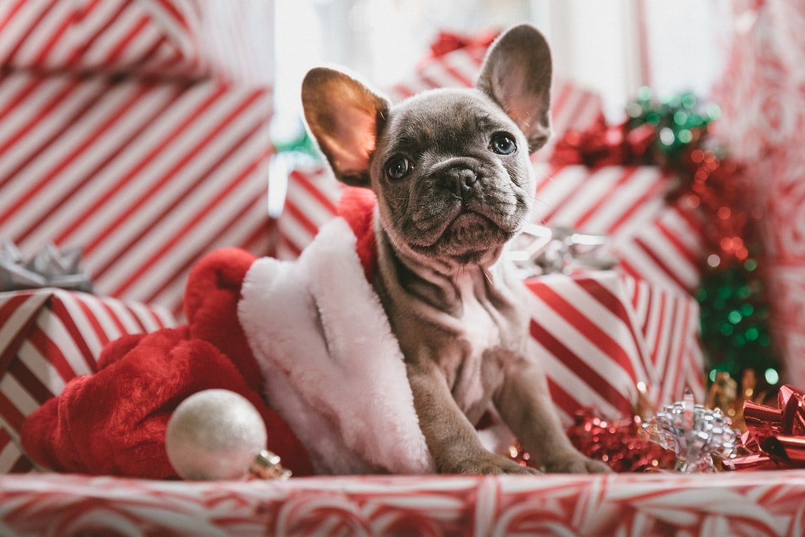 Christmas gifts for your dog