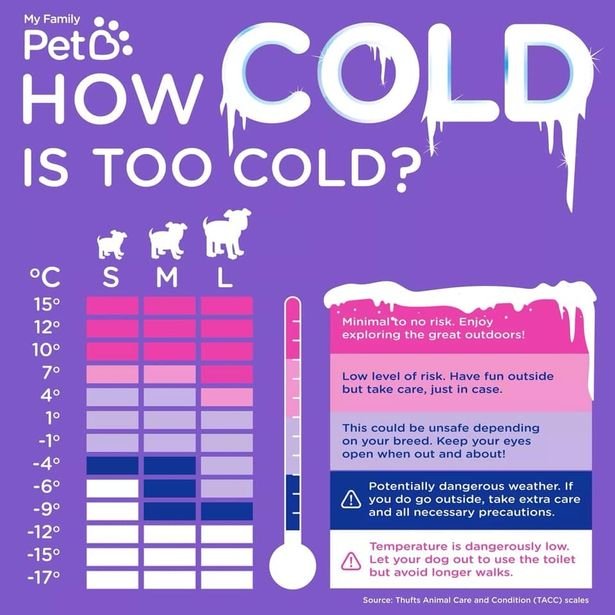 Do dogs get cold? │ Easy Winter tips for dogs Forever Puppy