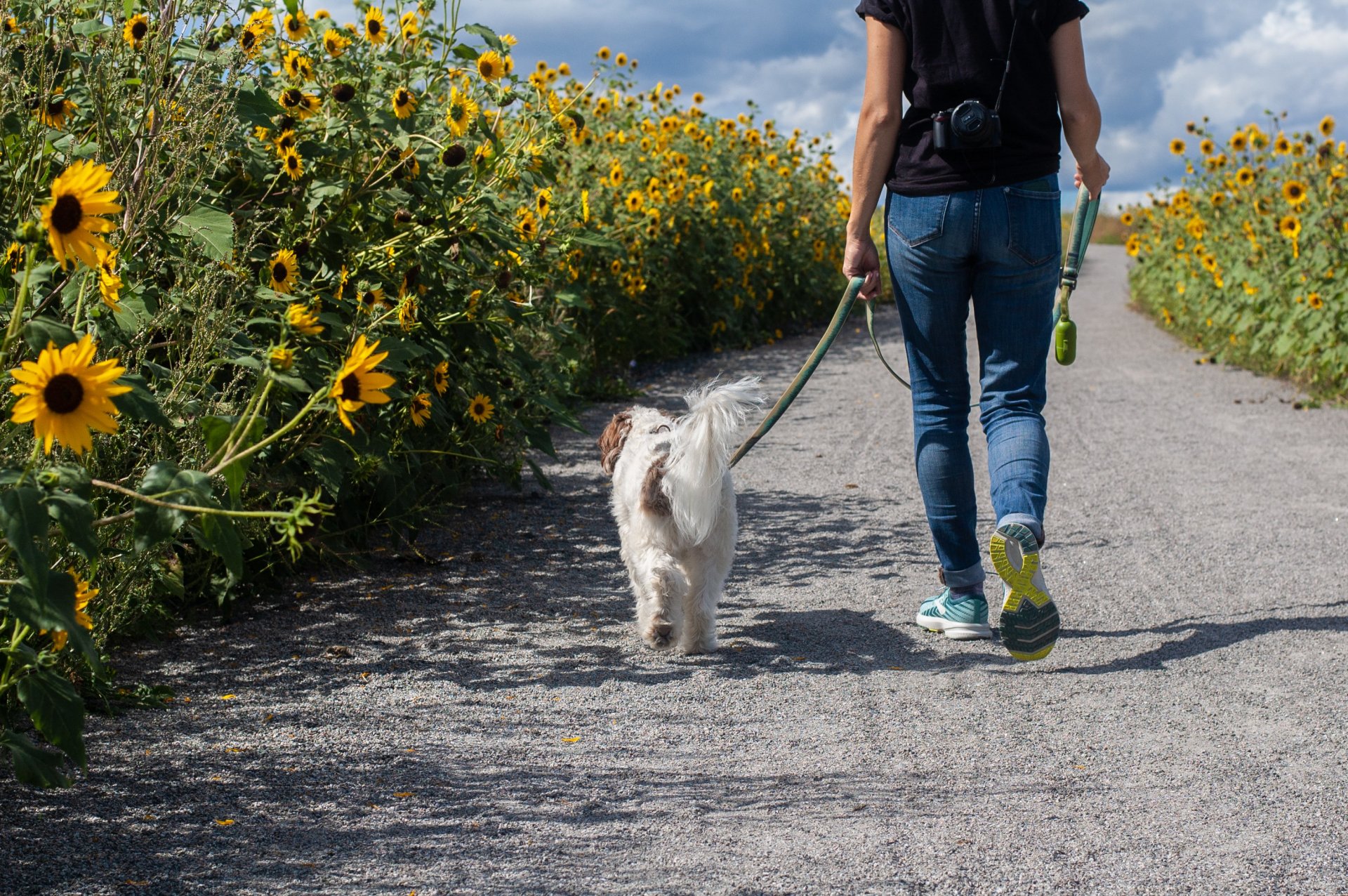 Get organised with your dog's schedule