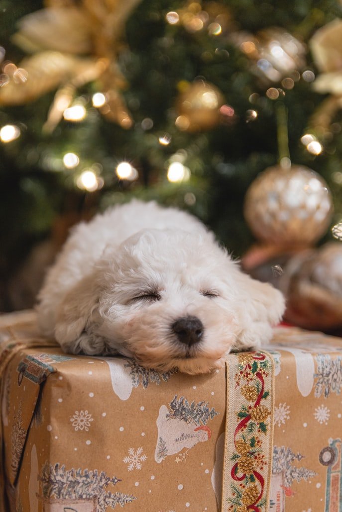 Should you give a puppy as a Christmas present?