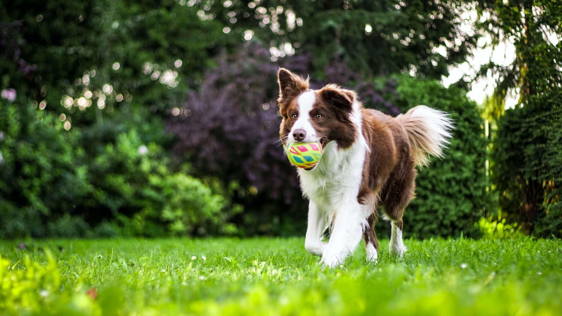 Get more exercise together - dog playing in the park