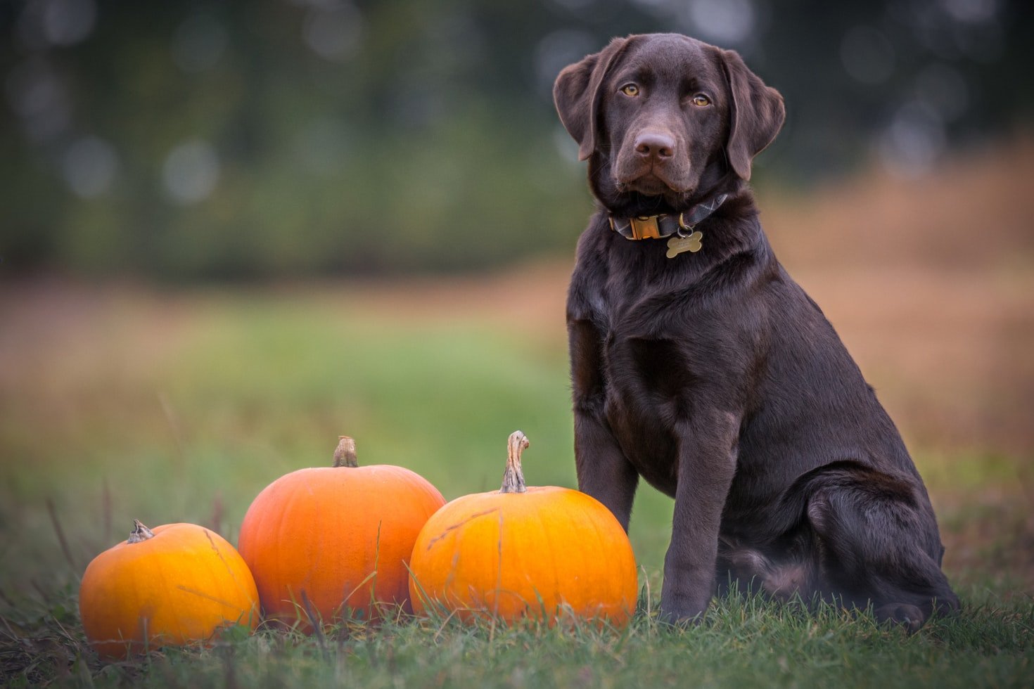 top-10-dog-dress-up-ideas-for-halloween-forever-puppy