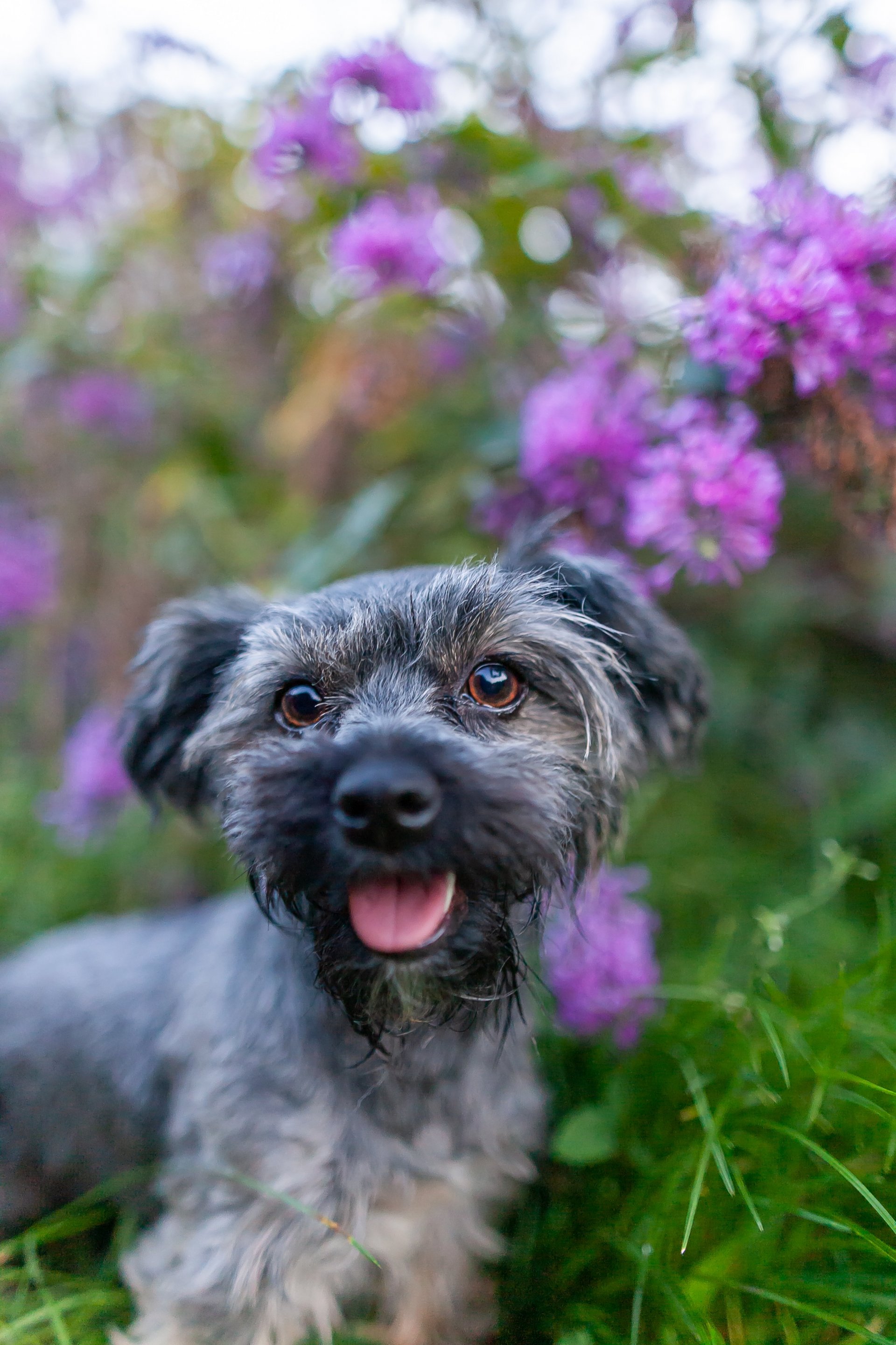 Havanese schnauzer mix for hot sale sale