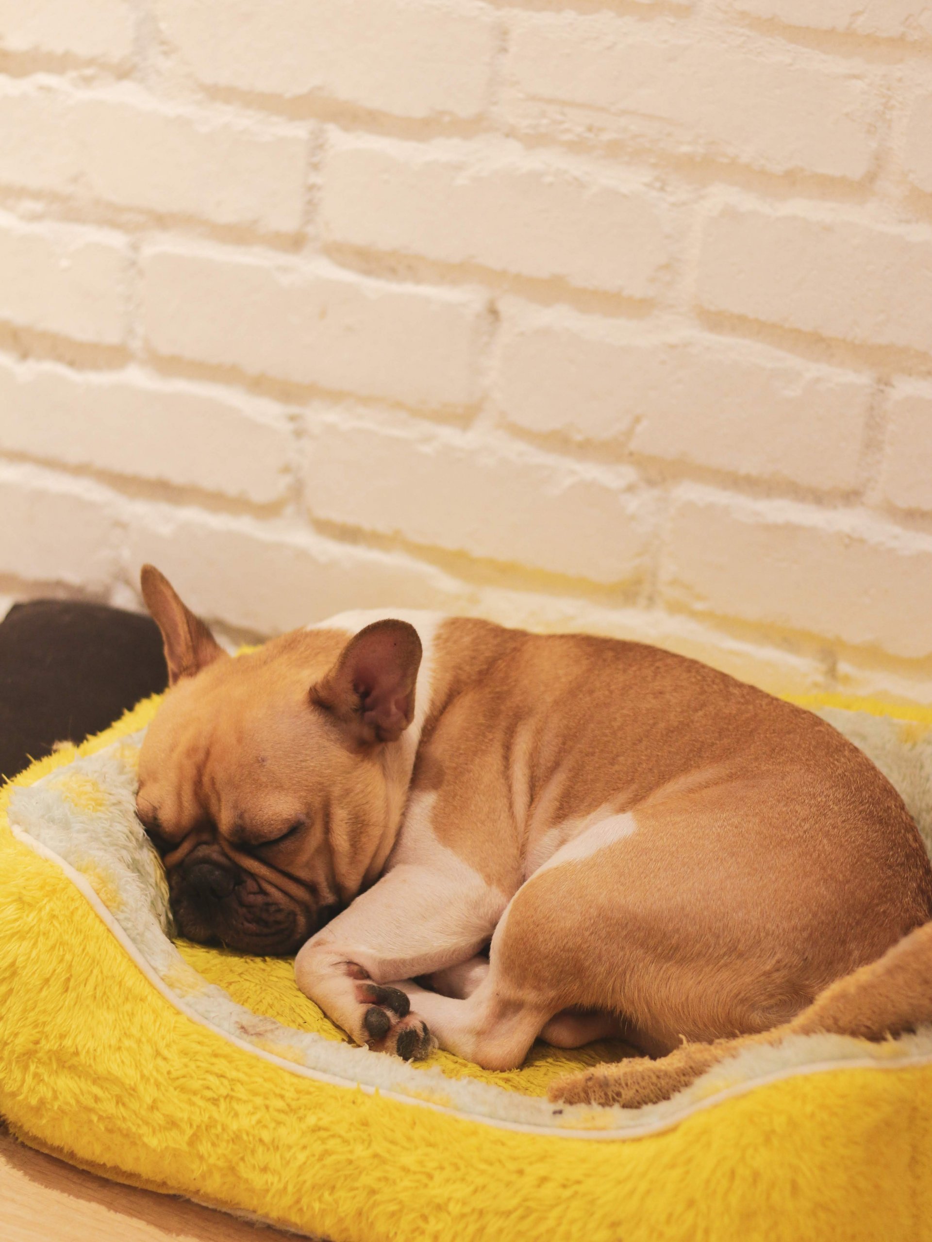 how-to-get-your-puppy-to-sleep-through-the-night-forever-puppy