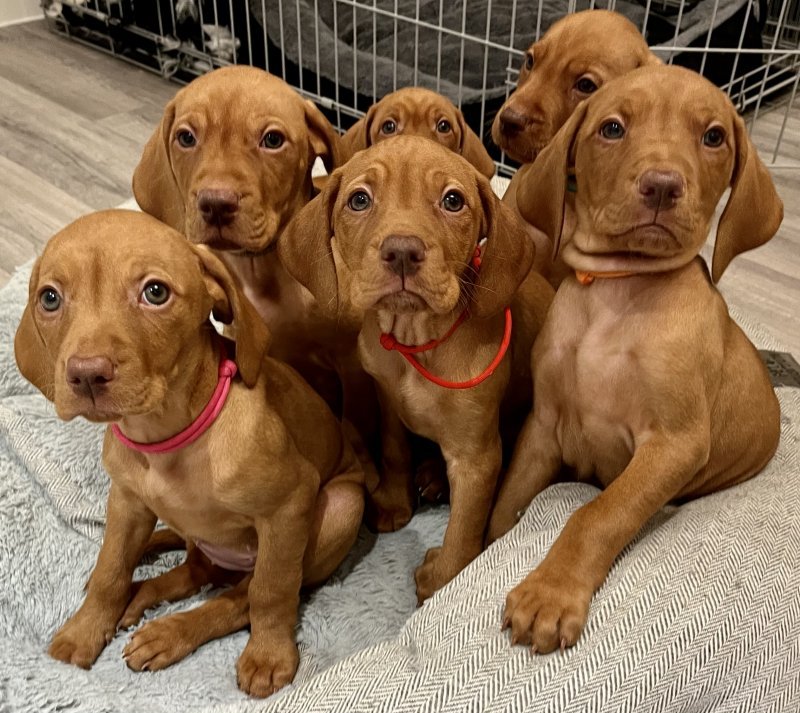 Hungarian Vizsla litter of puppies