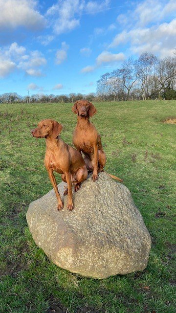 Hungarian Vizsla dog