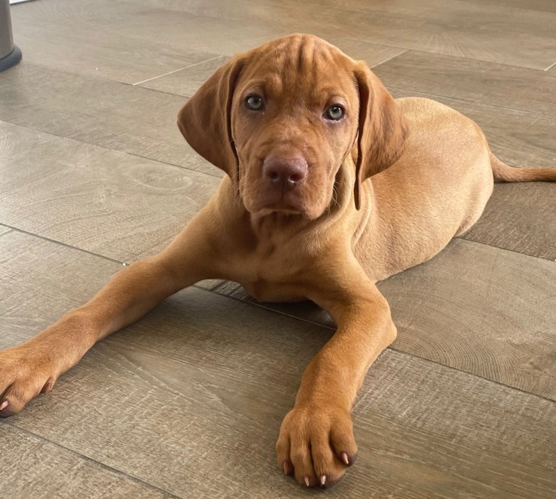 Hungarian Vizsla emotional support dogs