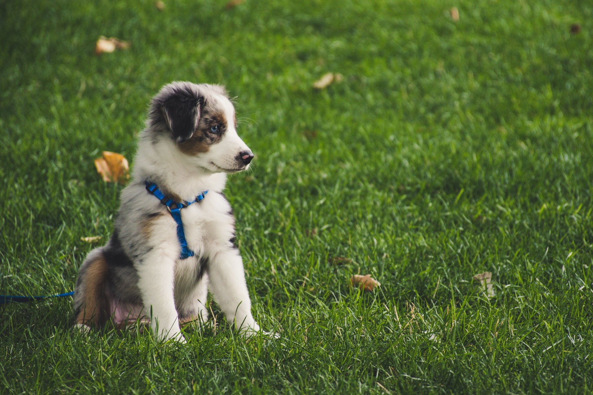 outdoor puppy socialisation