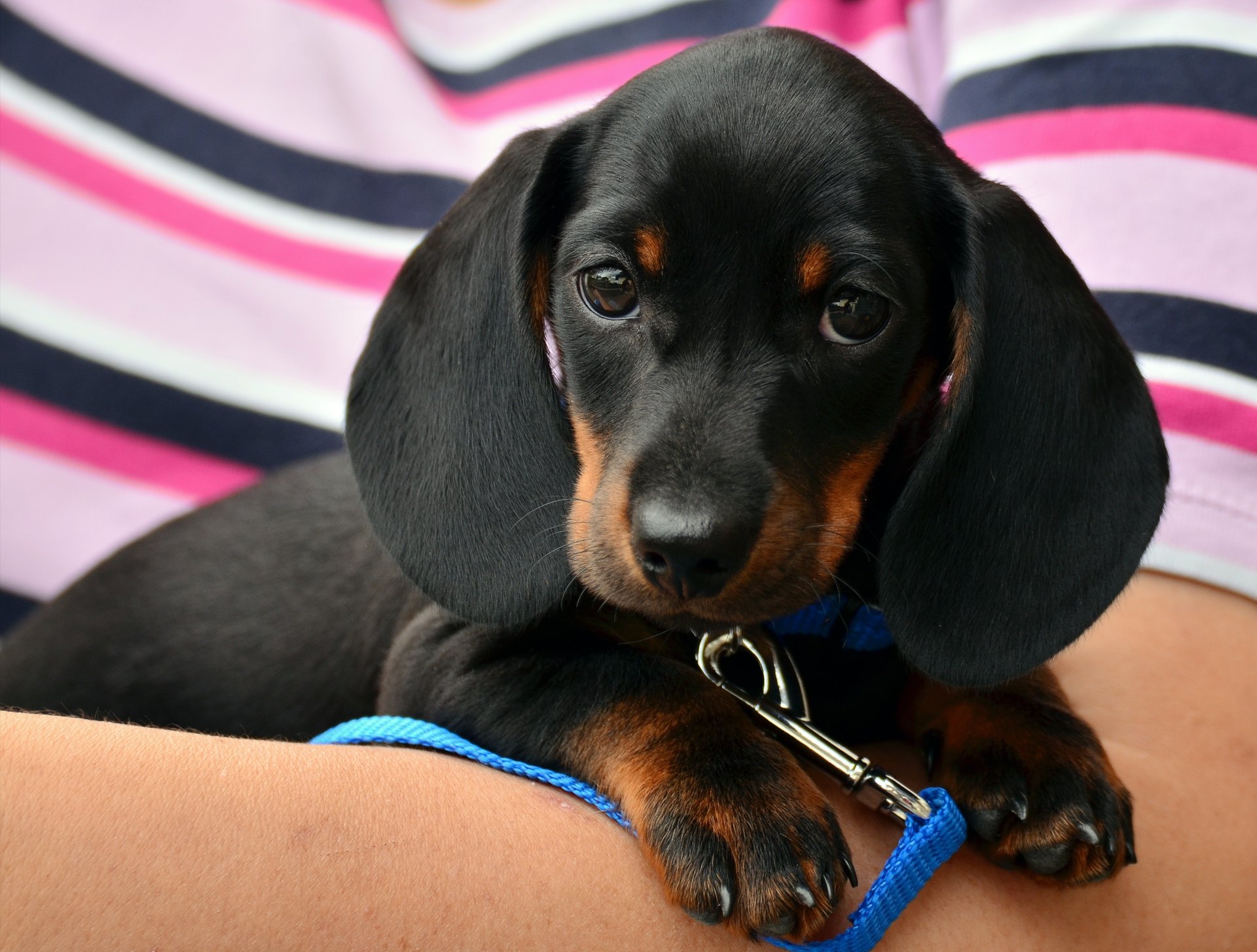 early puppy socialisation - make sure they're handled often