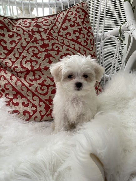 Maltese dog hypoallergenic for 2024 sale