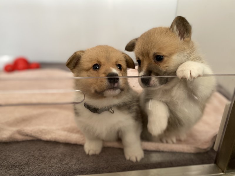 Pembroke Welsh Corgi