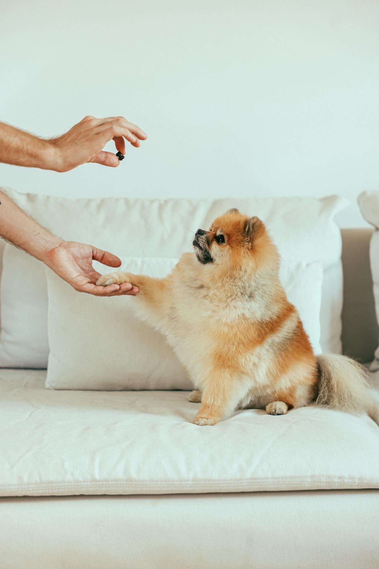 Puppy giving paw
