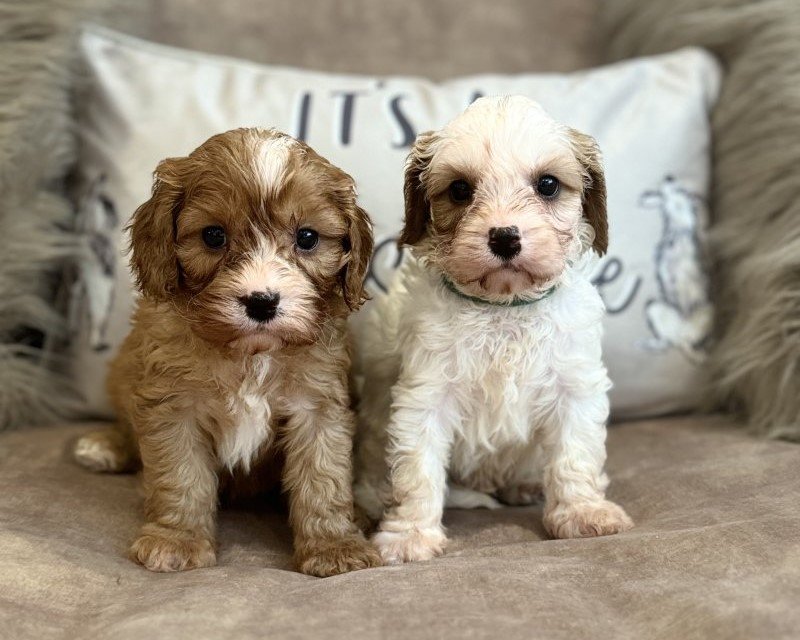 cavapoo puppies