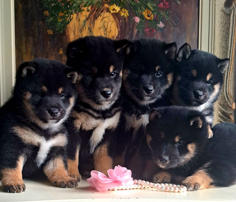 Kc Reg - Black & Tan Shiba Inu Puppies For Sale South Yorkshire ...