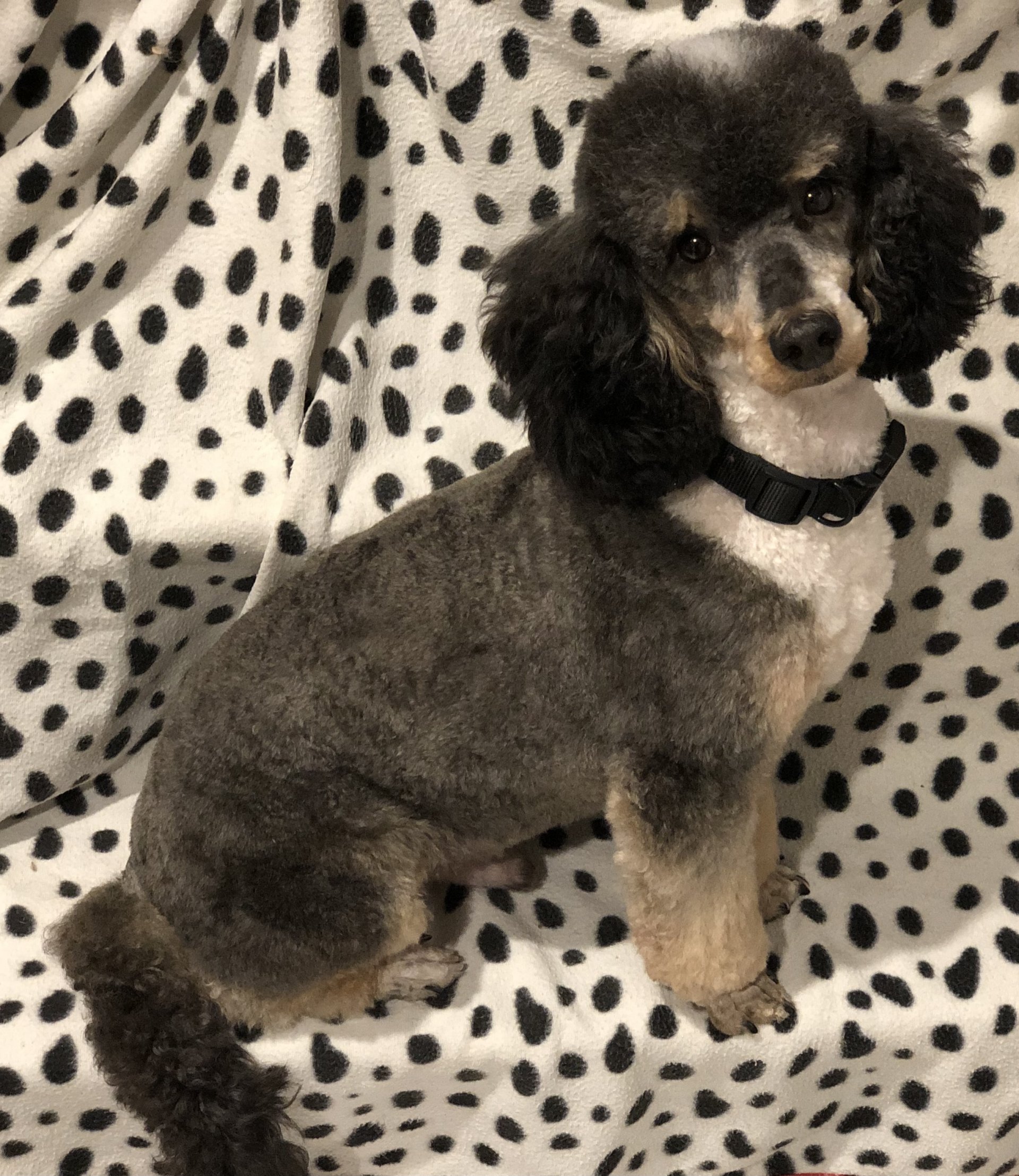 Done deal best sale toy poodle