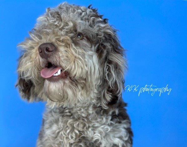 Grey merle hot sale cockapoo