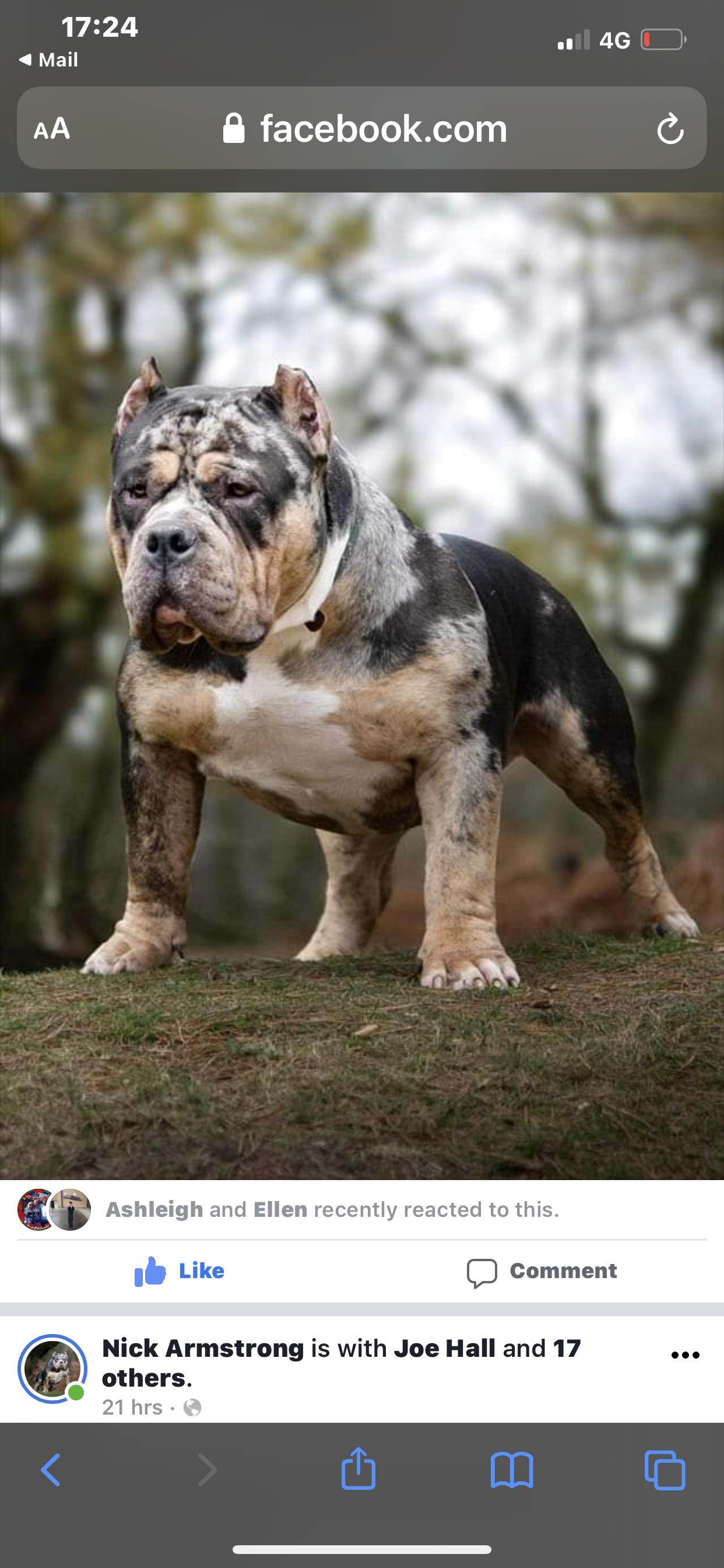 Merle best sale pocket bully