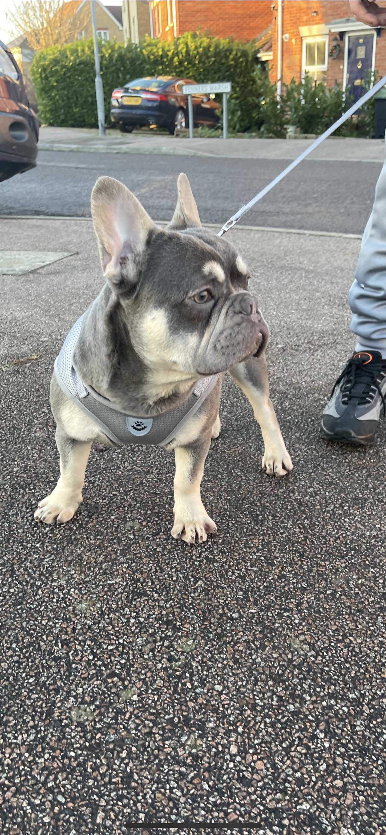 Cream lilac hot sale french bulldog