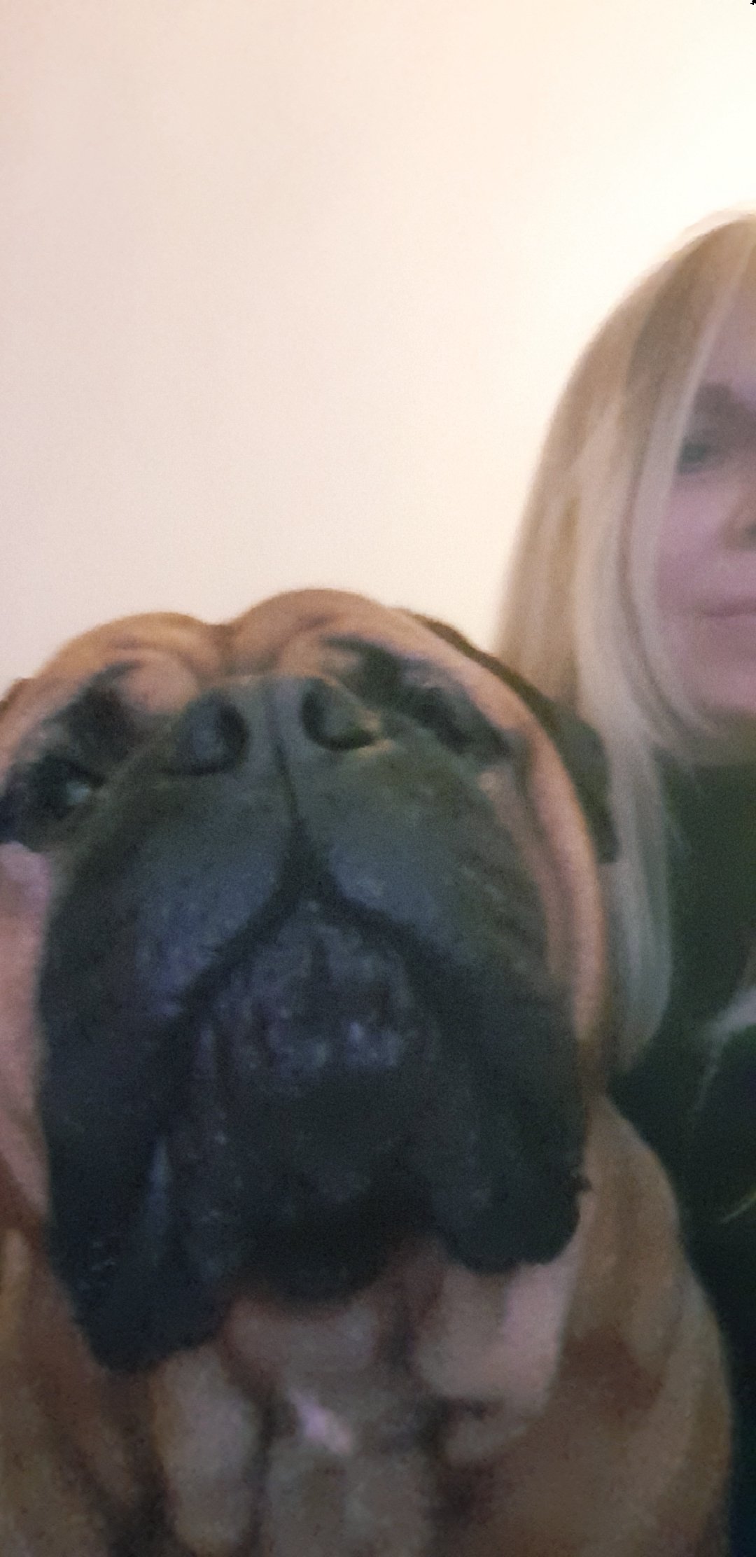 Bullmastiff store stud wanted