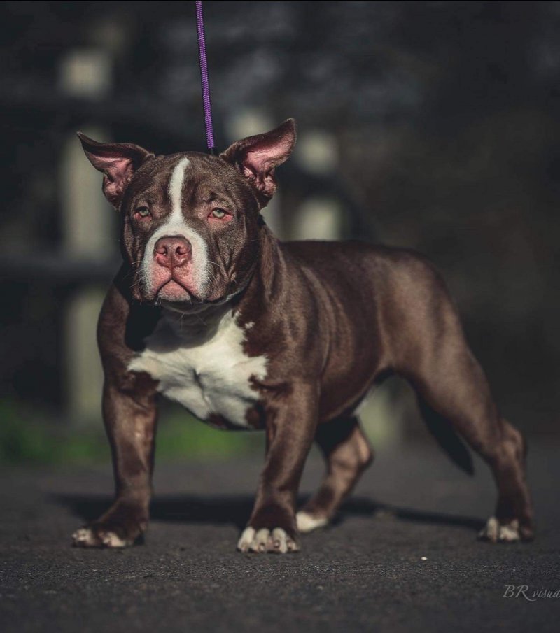 American pocket bully abkc for stud For Stud Kent Forever Puppy