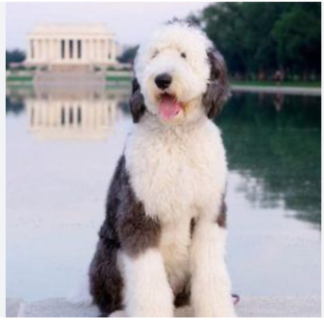 Sheepadoodle price sales